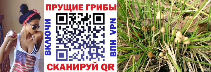 купить наркотики сайты  Задонск  Галлюциногенные грибы мицелий 